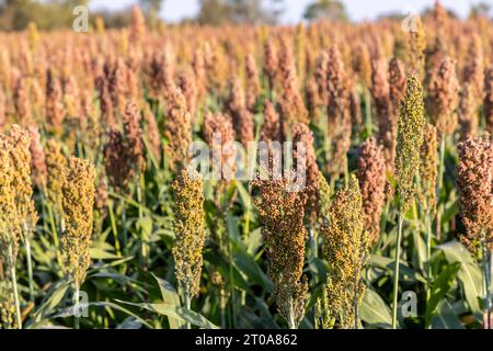 Culture du millet en Frioul-Vénétie Julienne, Italie Banque D'Images