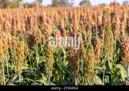Culture du millet en Frioul-Vénétie Julienne, Italie Banque D'Images