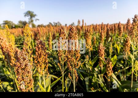 Culture du millet en Frioul-Vénétie Julienne, Italie Banque D'Images