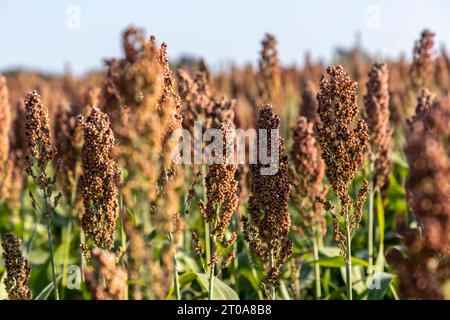 Culture du millet en Frioul-Vénétie Julienne, Italie Banque D'Images