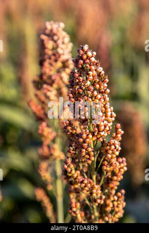 Culture du millet en Frioul-Vénétie Julienne, Italie Banque D'Images
