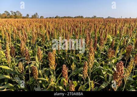 Culture du millet en Frioul-Vénétie Julienne, Italie Banque D'Images
