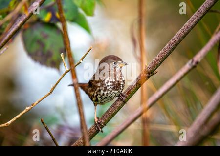 Le charmant Fox Sparrow, un oiseau chanteur nord-américain, arbore un plumage rouillé et une voix mélodieuse. Banque D'Images