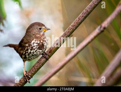 Le charmant Fox Sparrow, un oiseau chanteur nord-américain, arbore un plumage rouillé et une voix mélodieuse. Banque D'Images