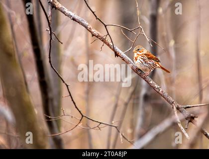 Le charmant Fox Sparrow, un oiseau chanteur nord-américain, arbore un plumage rouillé et une voix mélodieuse. Banque D'Images