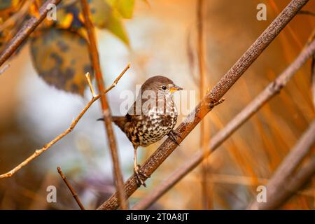 Le charmant Fox Sparrow, un oiseau chanteur nord-américain, arbore un plumage rouillé et une voix mélodieuse. Banque D'Images