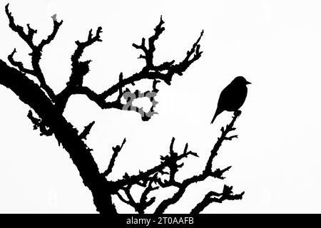 Très gros oiseau est assis sur le dessus du bâton d'arbre. Illustration de silhouette en noir et blanc. Banque D'Images