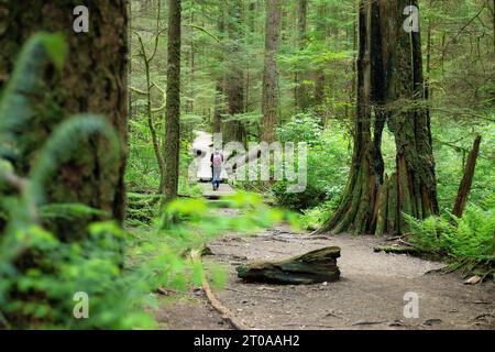 Arrière du randonneur dans la forêt. Magnifique paysage de forêt tropicale en été avec de grands arbres. Une femme marche sur un sentier de bois. Banque D'Images