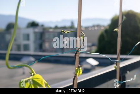 Plantes grimpantes de haricots sur le toit-jardin. Gros plan d'un haricot polaire poussant le long d'un treillis de bambou avec fond urbain défocalisé. Paon violet Banque D'Images