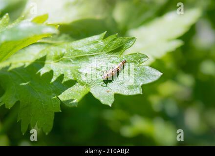 Larves de coccinelles sur feuille de céleri. Jeune nymphe de coccinelle reposant sur la feuille de la plante. Insecte bénéfique pour les plantes infestées de pucerons. Les coccinelles se nourrissent de pucerons, d'acariens Banque D'Images