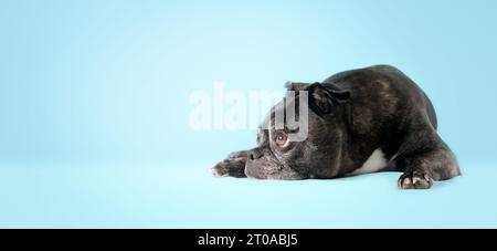 Chien noir couché devant le fond bleu. Profil latéral du chien âgé couché latéralement avec la tête entre les pattes et sur le sol. 9 ans femelle bos Banque D'Images