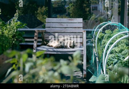 Chat heureux dormant sur une chaise tout en profitant de la journée ensoleillée sur le patio sur le toit. chat tabby femelle de 16 ans couché sur le côté sur la chaise entre défocalisé Banque D'Images