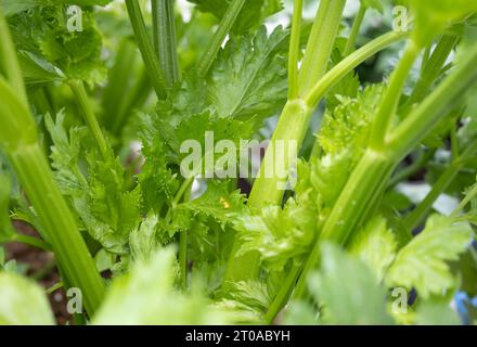 Grappe d'oeufs de coccinelles sur des pucerons infestés de céleri dans le potager. Les larves de coccinelles se nourrissent de pucerons. Connu sous le nom de coccinelle, lady Beetle ou lady clock. Banque D'Images