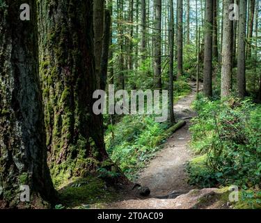 Sentier de randonnée étroit ou sentier pédestre en forêt. Paysage verdoyant de forêt tropicale du nord-ouest du pacifique en été avec de grands arbres et des buissons. Randonnée ou vélo trai Banque D'Images