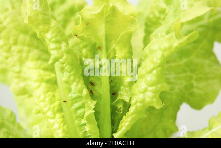 Les pucerons de laitue se colonisent à l'intérieur du cœur de la tête de laitue. Beaucoup de pucerons rouges ou bruns sur la salade. Connu sous le nom de verfly, poux des plantes ou Aphidoidea. Nymphes rampant Banque D'Images