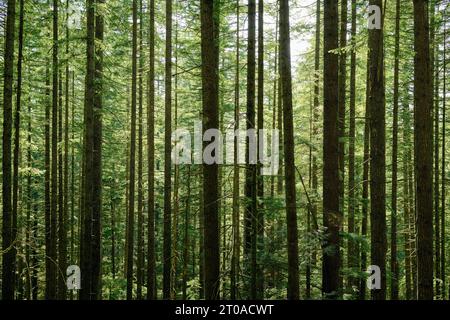 Beaucoup d'arbres dans la forêt sur une journée ensoleillée d'été. Fond forestier. Arbres à feuilles persistantes vert vif dans la forêt tropicale de North Vancouver, BC, Canada. Banque D'Images