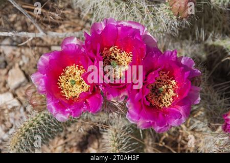 Trois fleurs de cactus roses en queue de cheveu dans le désert du Nevada Banque D'Images