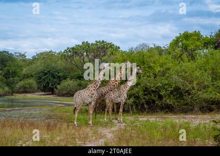 Trois girafes dans le parc national de Selous Nyerere en Tanzanie Banque D'Images