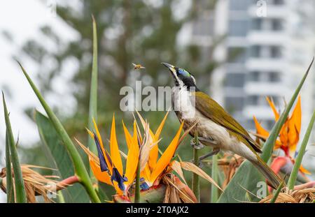 Mangeur de miel au visage bleu dans Bird of Paradise Bush regardant une abeille voler de près. Banque D'Images