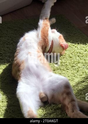 Chat rouge avec des taches blanches. Il dort dans une position bizarre. Sur un tapis vert. Banque D'Images