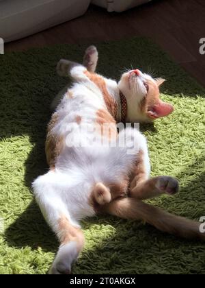 Chat rouge avec des taches blanches. Il dort dans une position bizarre. Sur un tapis vert. Banque D'Images
