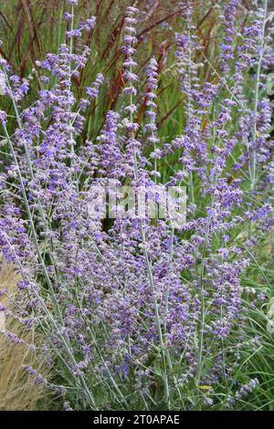 Perovskia atriplicifolia russe (Sage) Banque D'Images