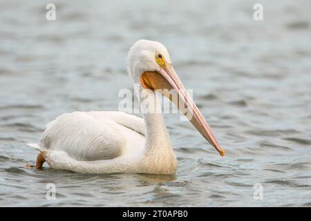 Pélican blanc d'Amérique (Pelecanus erythrorhynchos) nageant dans le lac, Lake Morton, Floride, États-Unis Banque D'Images