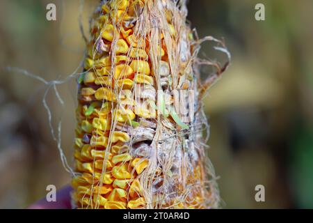 Maïs, maïs (Zea mays), dégâts causés par Fusarium. Germer des graines sur l'épi de maïs. Banque D'Images