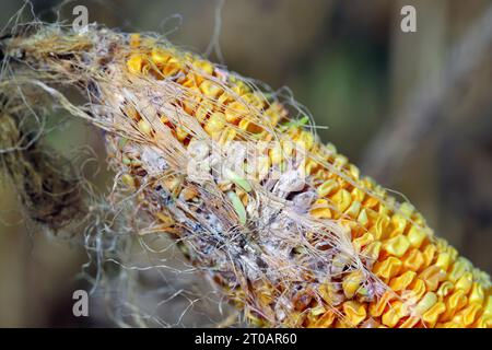 Maïs, maïs (Zea mays), dégâts causés par Fusarium. Germer des graines sur l'épi de maïs. Banque D'Images
