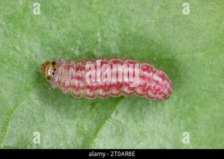 Chenille du papillon de betterave (Scrobipalpa ocellatella) sur feuille de betterave. C'est un papillon de la famille des Gelechiidae un ravageur important. Banque D'Images