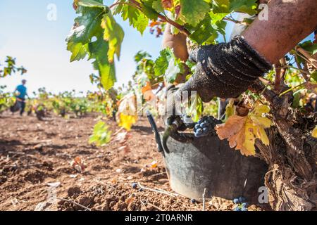 Vendangeurs coupant rapidement les grappes. Photo floue en mouvement Banque D'Images