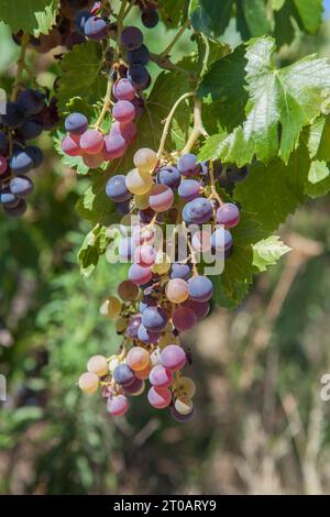 Grappe de raisins à différents stades de maturation sur la vigne, Badajoz, Estrémadure, Espagne Banque D'Images