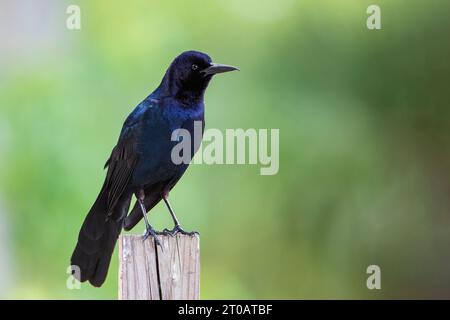 Grackle à queue de bateau (Quiscalus Major) assis sur un poteau de clôture, Lake Parker, Floride, États-Unis Banque D'Images