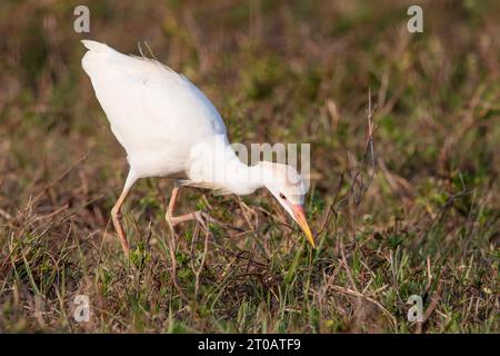 Aigrette de bétail (Bubulcus ibis) à la recherche de nourriture, Kissimmee, Floride, USA Banque D'Images