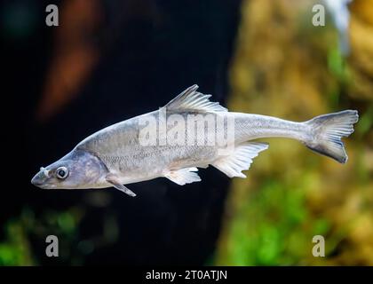 Le mousqueton à bosse (Gila cypha), espèce protégée par le gouvernement fédéral, en voie de disparition, originaire du système du fleuve Colorado aux États-Unis. Banque D'Images