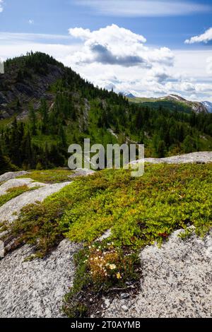 Sunshine Meadows, parc national Banff, Alberta Canada Banque D'Images