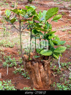 De petites zones des terres agricoles de café sont défrichées, les vieilles plantes brûlées, et de nouvelles plantes recultivées à partir de vieilles tiges, laissées dans le sol fertile et boutures prises fr Banque D'Images