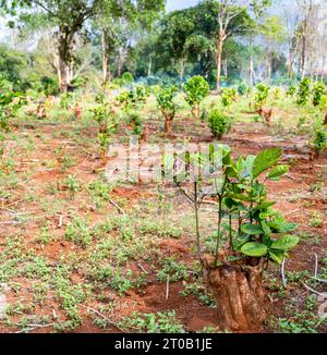 De petites zones des terres agricoles de café sont défrichées, les vieilles plantes brûlées, et de nouvelles plantes recultivées à partir de vieilles tiges, laissées dans le sol fertile et boutures prises fr Banque D'Images