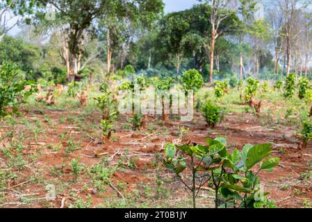 De petites zones des terres agricoles de café sont défrichées, les vieilles plantes brûlées, et de nouvelles plantes recultivées à partir de vieilles tiges, laissées dans le sol fertile et boutures prises fr Banque D'Images