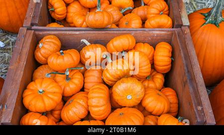 Petites citrouilles à l'intérieur de la boîte en bois Banque D'Images