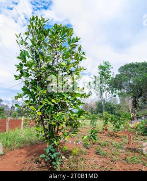 Sur les terres d'une petite exploitation et d'une ferme de caféiculteur, dans les provinces rurales du Laos. Les arbres matures produisent des cerises Robusta, parmi les jolis, petits, Banque D'Images