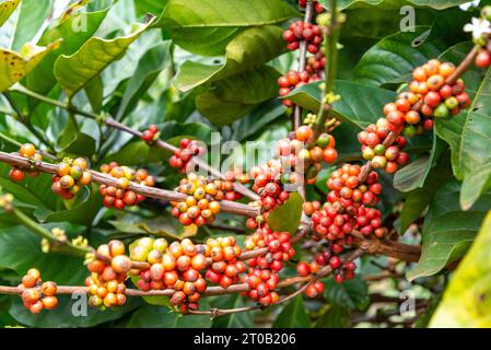 Gros plan des fruits rouges, jaunes et verts, bientôt des haricots, germant en grappes de brindilles sur une plante de café, entouré de feuilles vertes luxuriantes, dans la la Banque D'Images