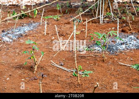 Dans une petite plantation de café sur les pentes du sud du Laos, brindilles, tiges et petites branches, plantés dans un sol fertile à côté des arbres poussant à proximité, dans un attem Banque D'Images