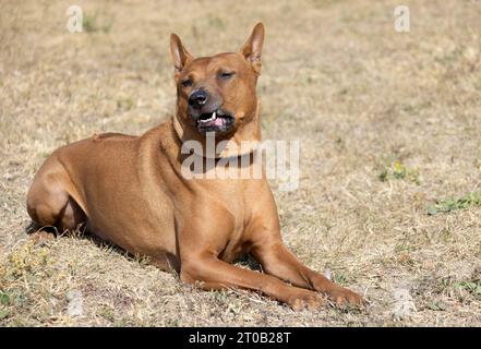 Thai Ridgeback Puppy. Red Thai Ridge Dog - ancien chien local de Thaïlande, à poil court, oreilles triangulaires de taille moyenne. Pointe noire du nez, en forme o Banque D'Images