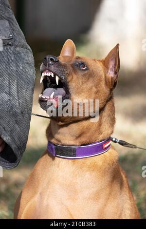 Thai Ridgeback Puppy. Red Thai Ridge Dog - ancien chien local de Thaïlande, à poil court, oreilles triangulaires de taille moyenne. Pointe noire du nez, en forme o Banque D'Images