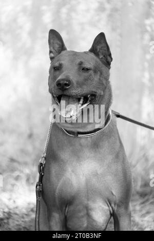 Thai Ridgeback Puppy. Red Thai Ridge Dog - ancien chien local de Thaïlande, à poil court, oreilles triangulaires de taille moyenne. Pointe noire du nez, en forme o Banque D'Images