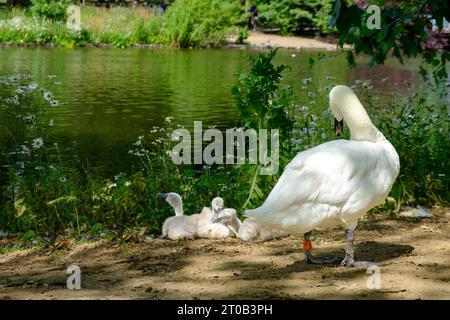 Cygne muet, cygnus olor et ses bébés au bord de l'étang dans le parc St James à Londres, Royaume-Uni Banque D'Images