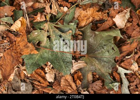 Feuilles séchées sur le sol. Fond de nature d'automne. Feuillage d'automne. Feuilles de chêne et d'érable sèches en forêt. Concept d'octobre. Pile de feuilles d'automne. Banque D'Images