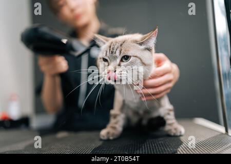 Gros plan tête de chat chauve adorable séchage sous sèche-cheveux après le rasage et le bain sur le salon de toilettage. Maître coiffeur pour animaux de compagnie donnant un service professionnel Banque D'Images