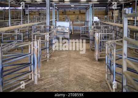 Vente aux enchères de bovins Shed Standerwick Frome Somerset Angleterre Royaume-Uni Banque D'Images